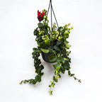 Aeschynanthus 'Nin' (Lipstick plant) - exemplare XL