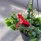Aeschynanthus 'Nin' (Lipstick plant) - exemplare XL