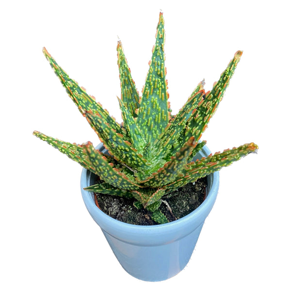 Aloe zebrina Danyz
