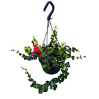 Aeschynanthus 'Nin' (Lipstick plant) - exemplare XL