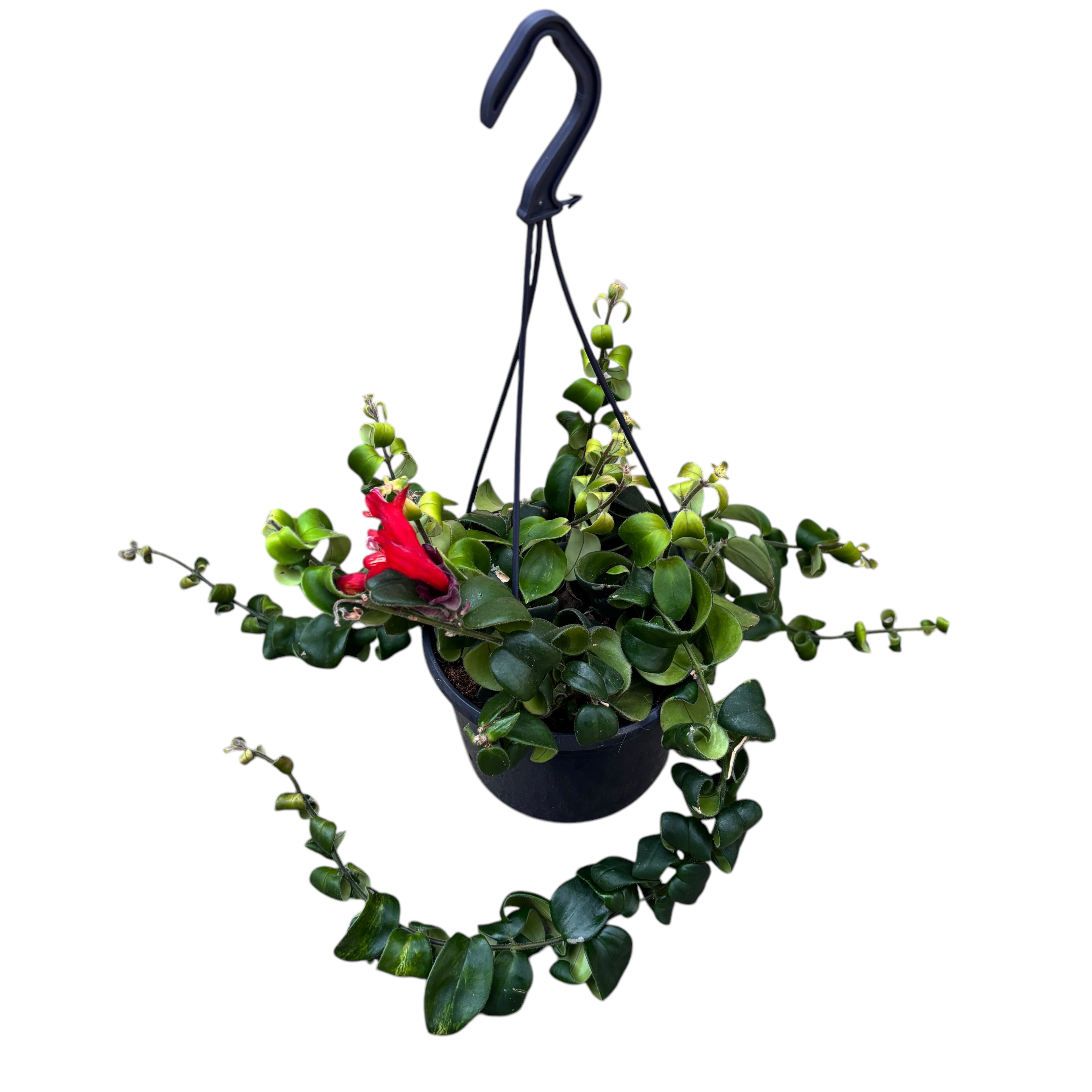 Aeschynanthus 'Nin' (Lipstick plant) - exemplare XL