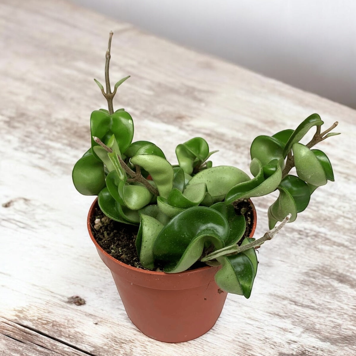 Hoya compacta (Hindu Rope) - parfum de migdale D9