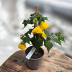 Abutilon 'Yellow' (Floarea artar galbena)