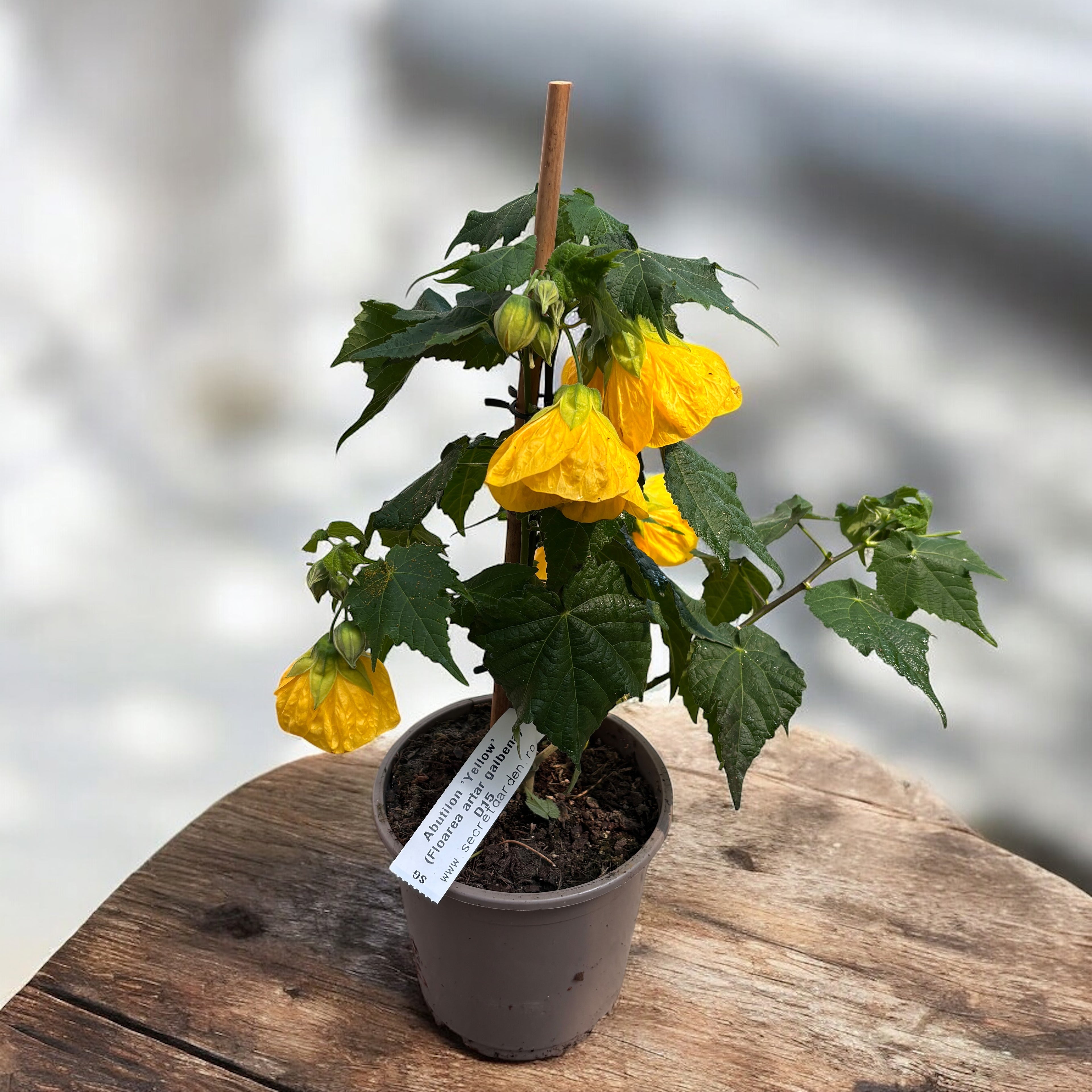 Abutilon 'Yellow' (Floarea artar galbena)