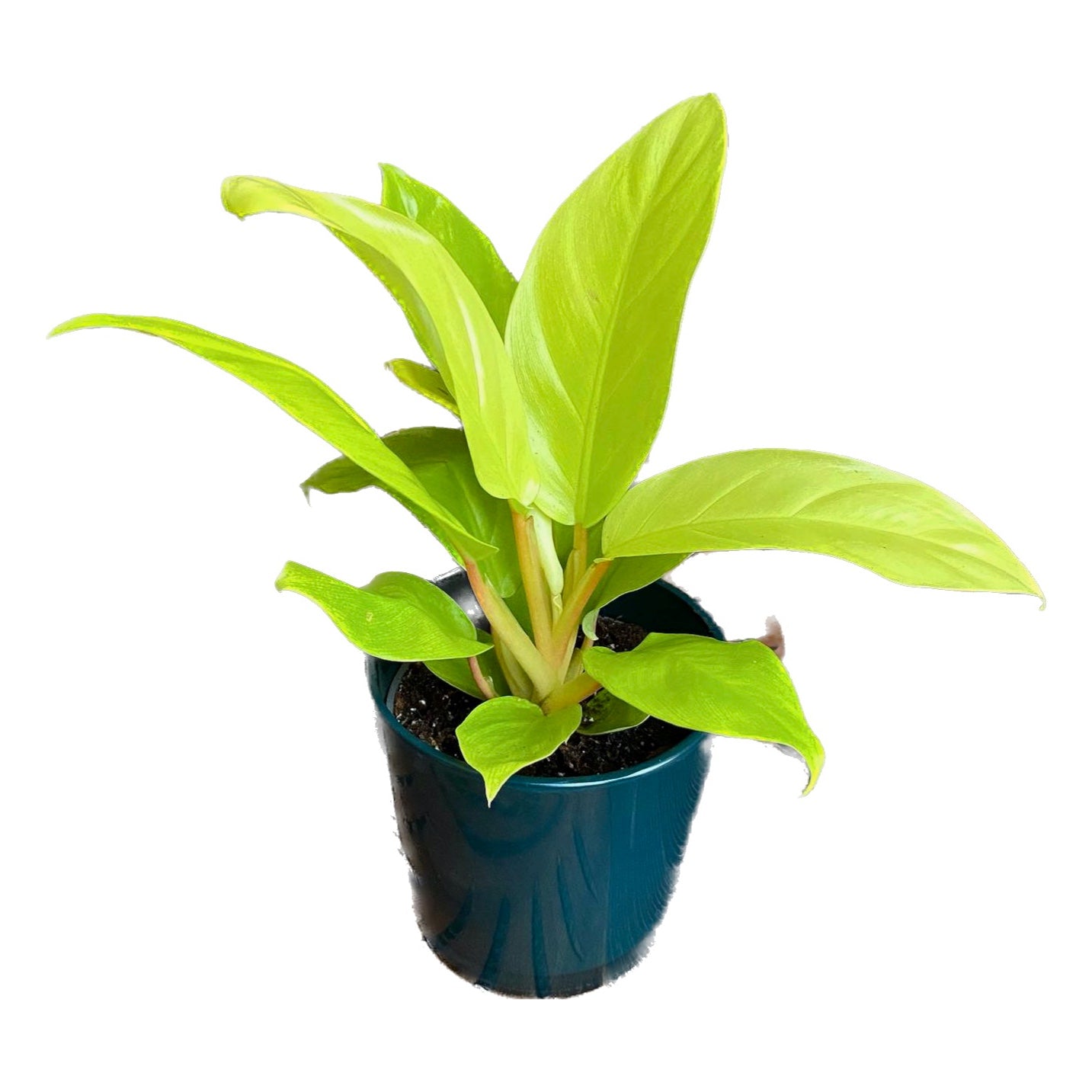 Philodendron Malay Gold - 2 plante/ghiveci