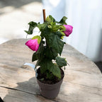 Abutilon 'Pink' (Floarea artar roz)