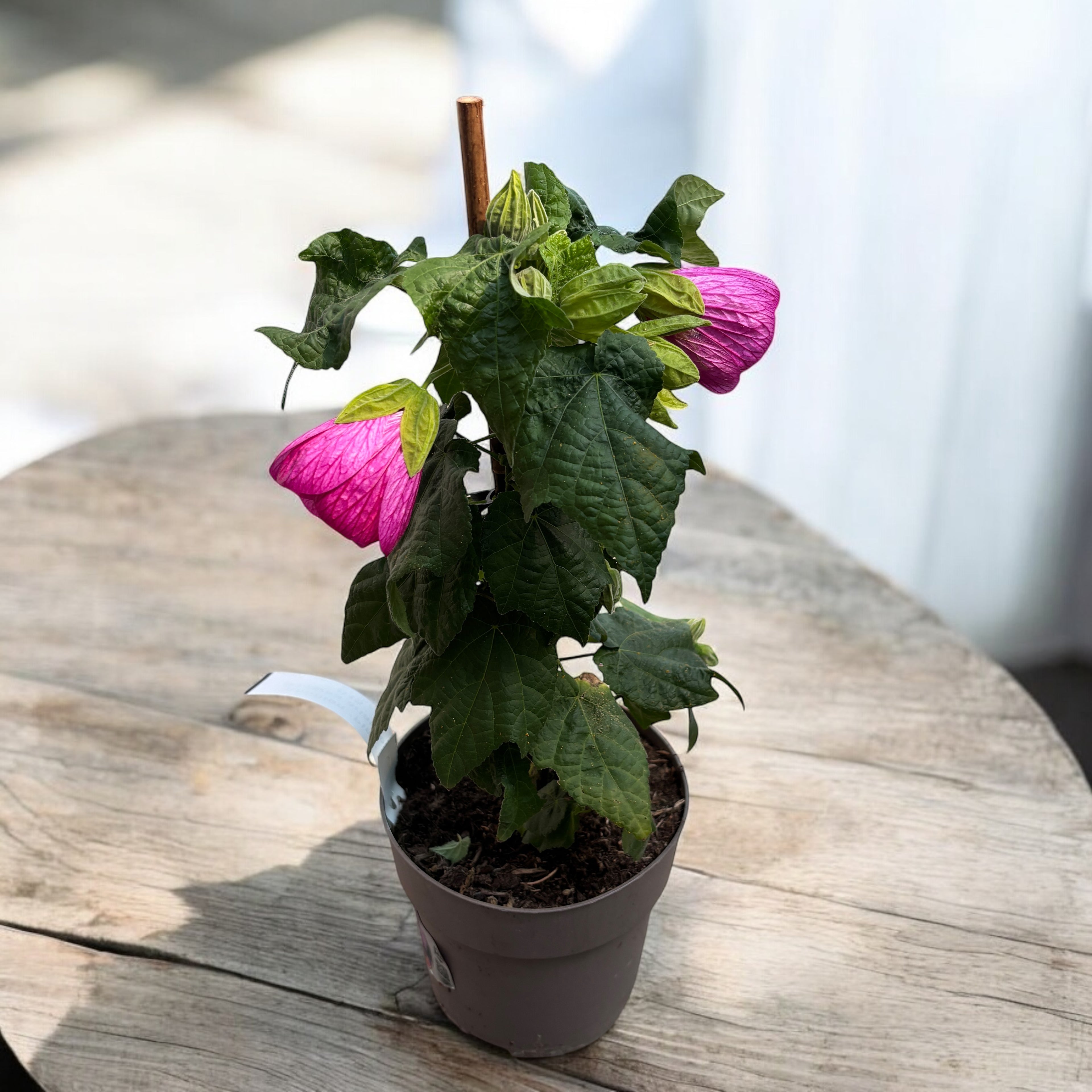 Abutilon 'Pink' (Floarea artar roz)