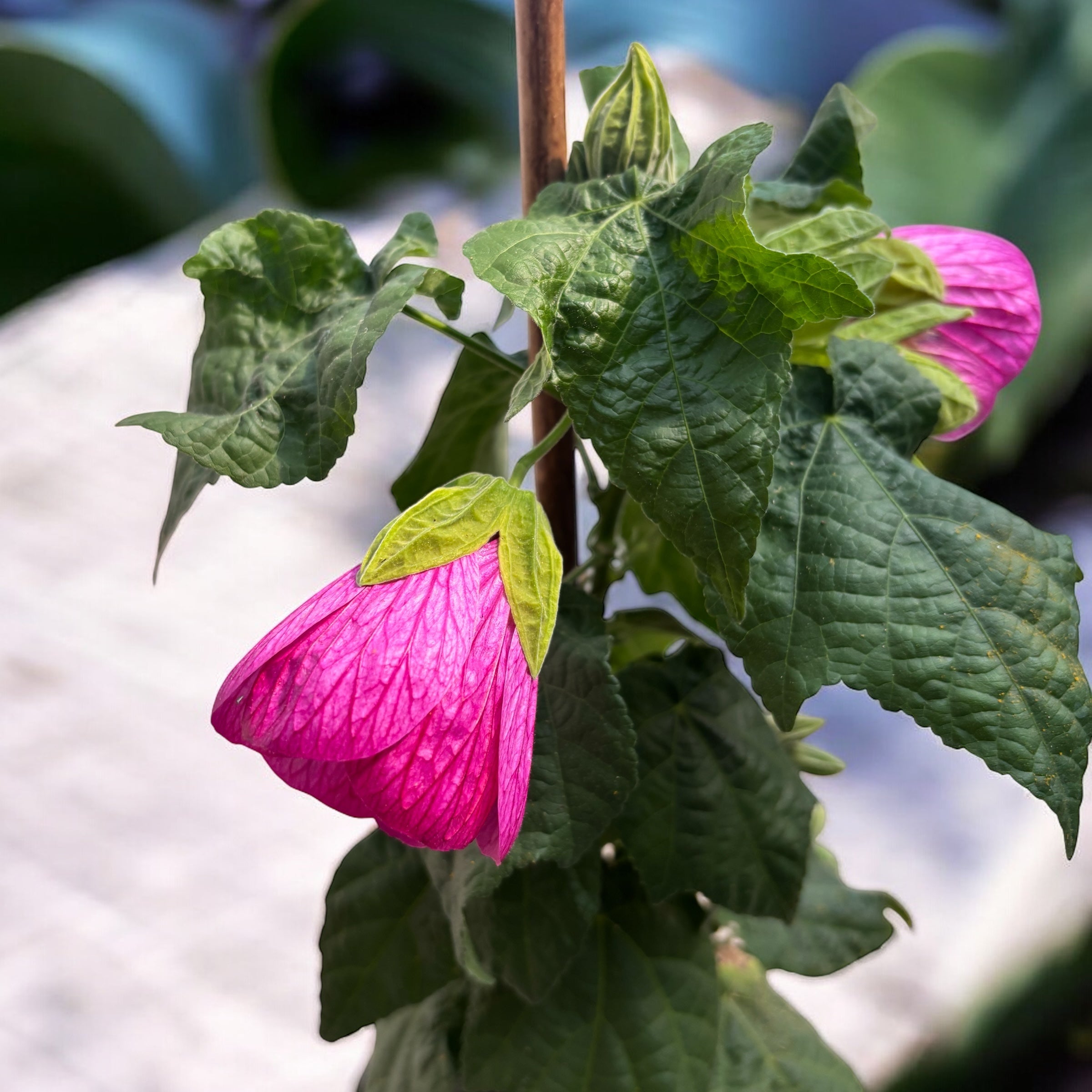 Abutilon 'Pink' (Floarea artar roz)