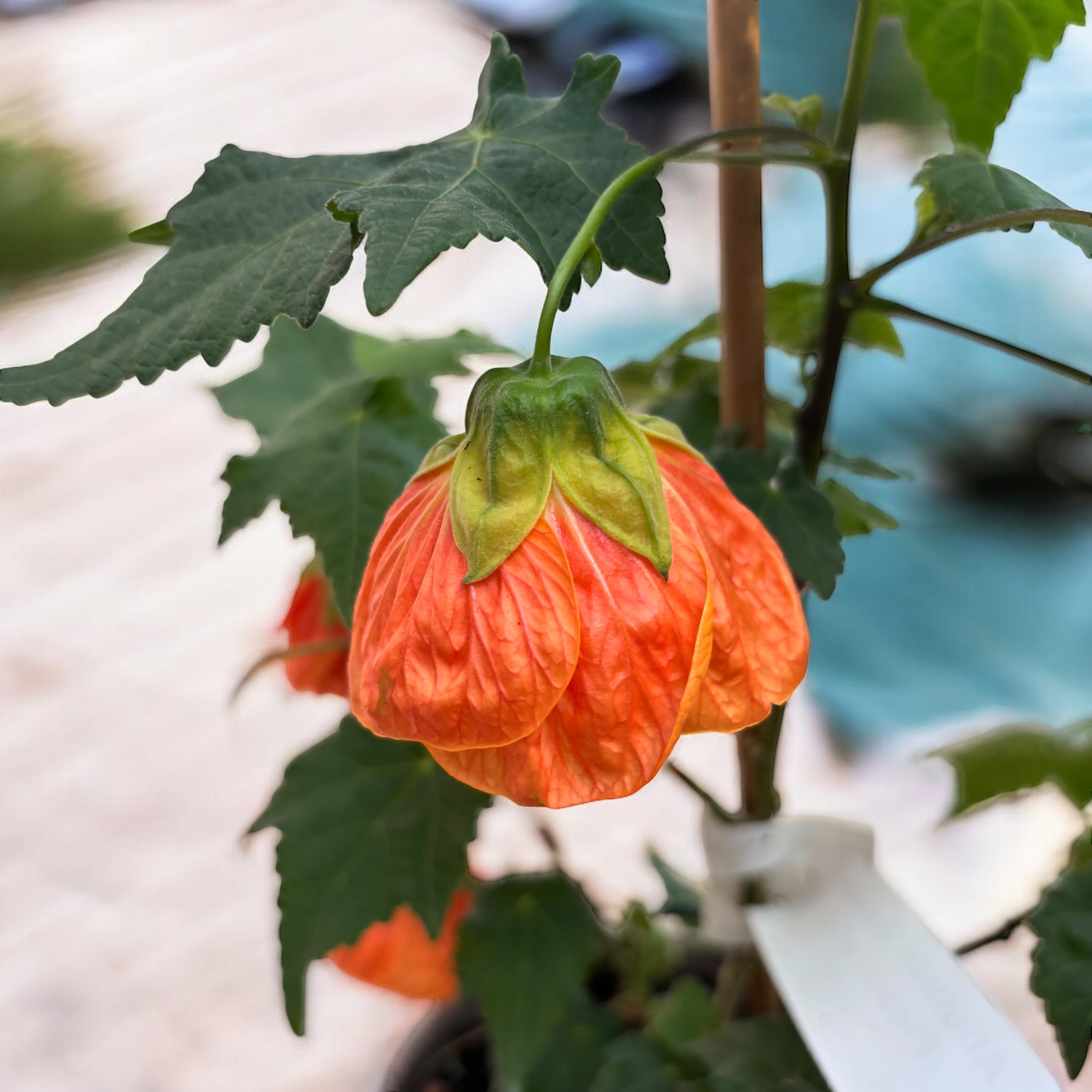 Abutilon 'Orange' (Floarea artar)