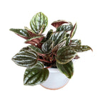 Peperomia 'Montevideo’