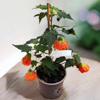 Abutilon 'Orange' (Floarea artar)