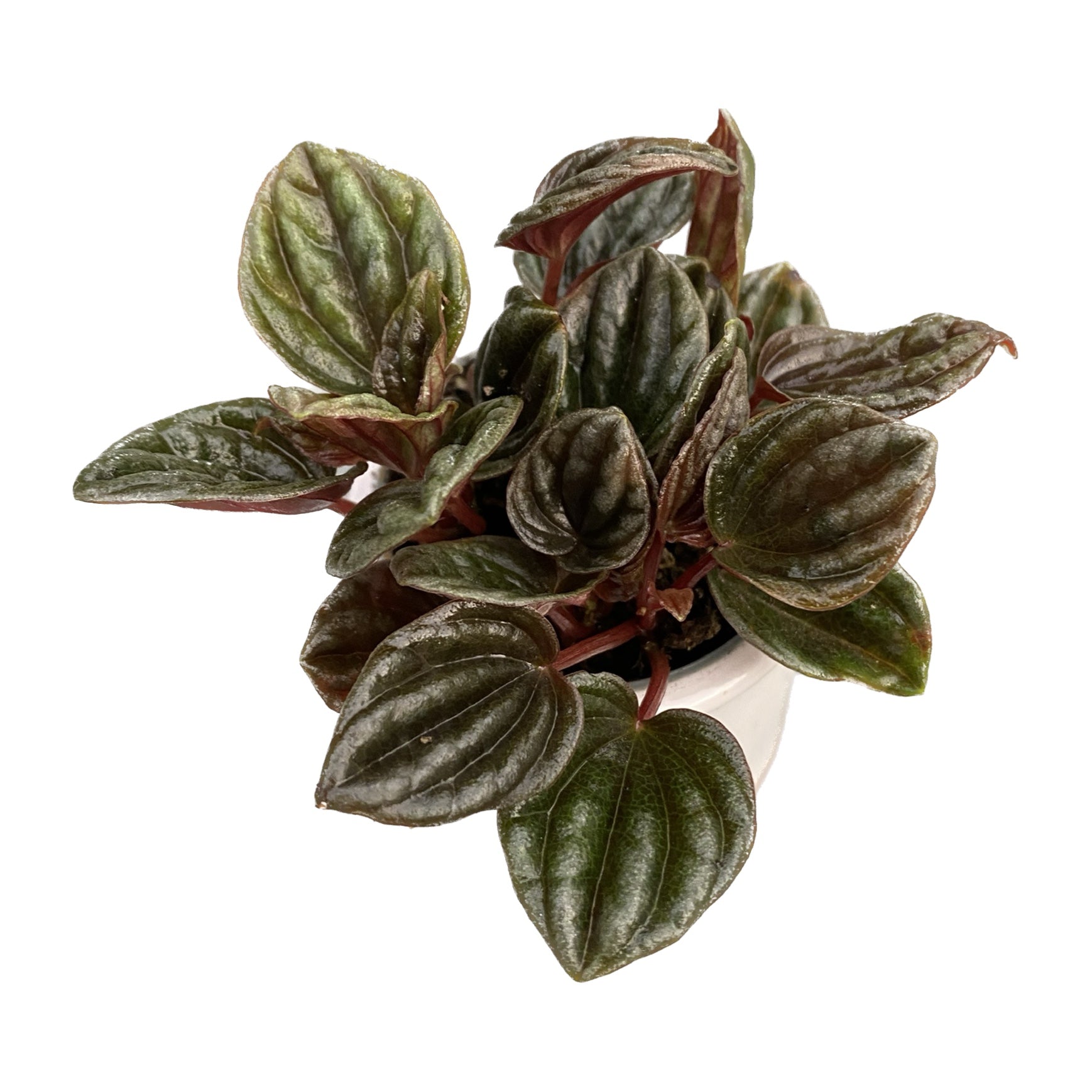 Peperomia 'Montevideo’