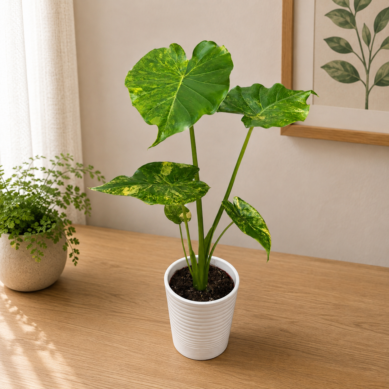 Alocasia gageana 'Aurea Variegata'