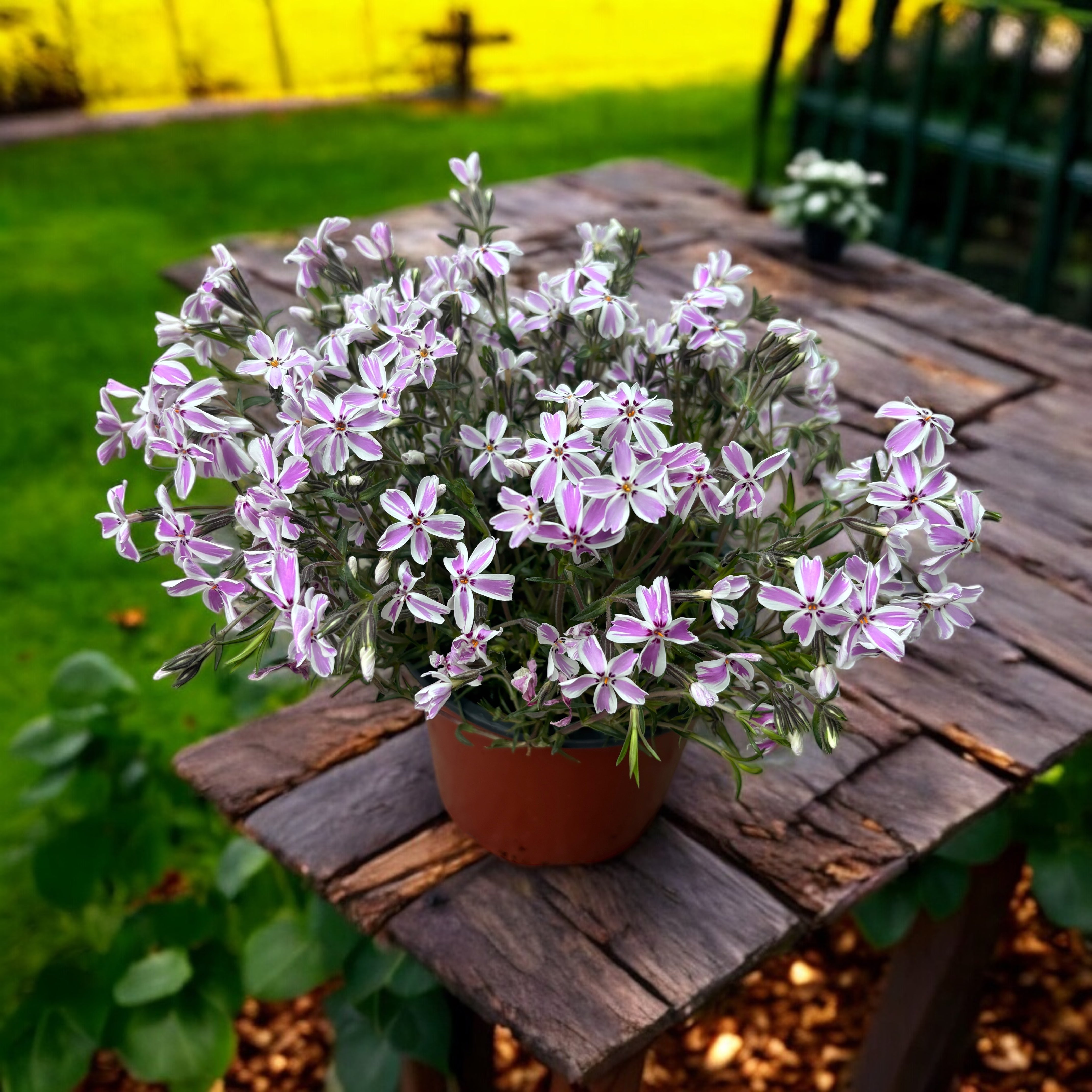 Phlox subulata 'Candy Stripes' - brumarele taratoare – Secret