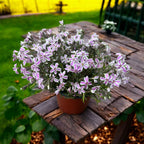 Phlox subulata ‘Candy Stripes’ - brumarele taratoare