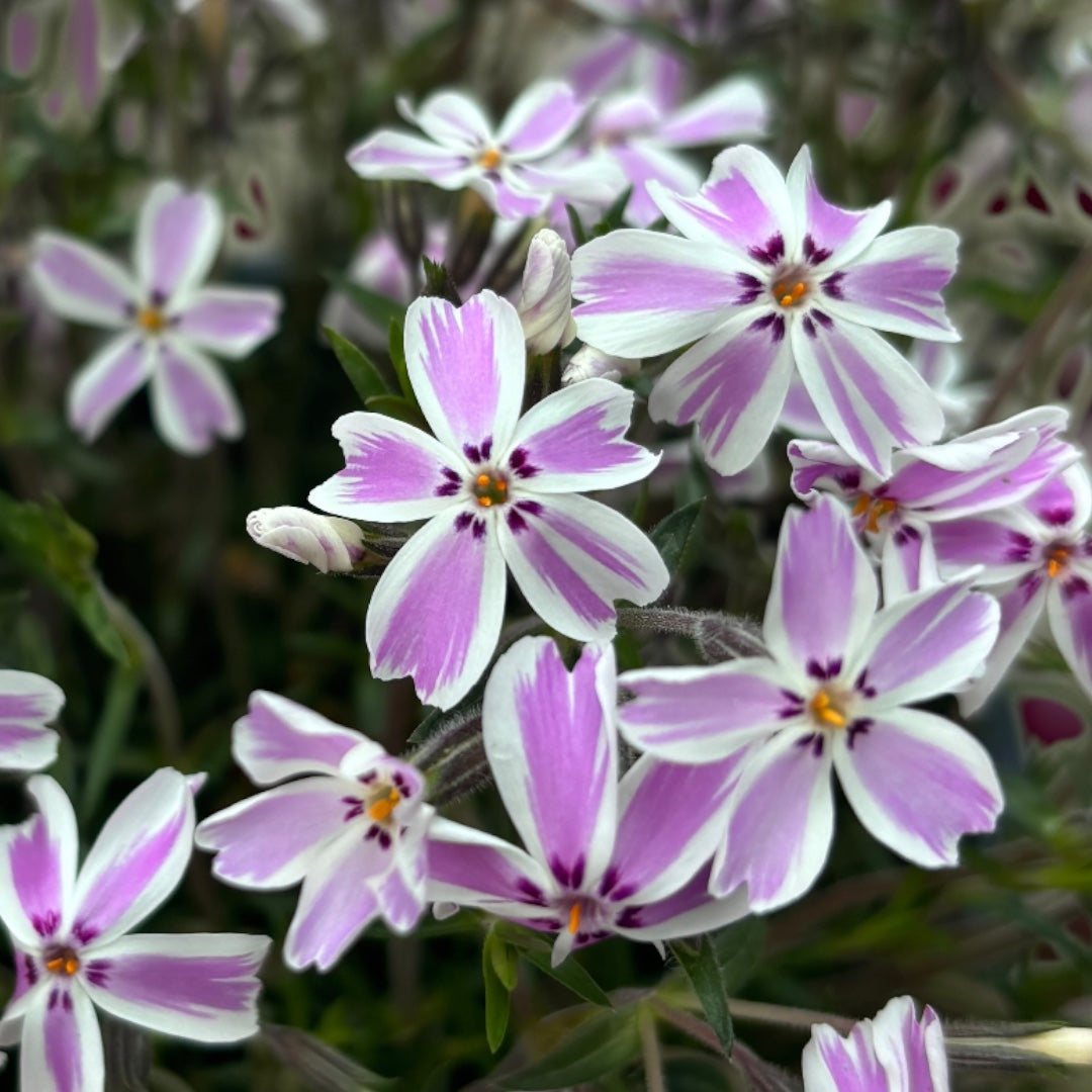 Phlox subulata 'Candy Stripes' - brumarele taratoare – Secret