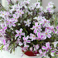 Phlox subulata ‘Candy Stripes’ - brumarele taratoare