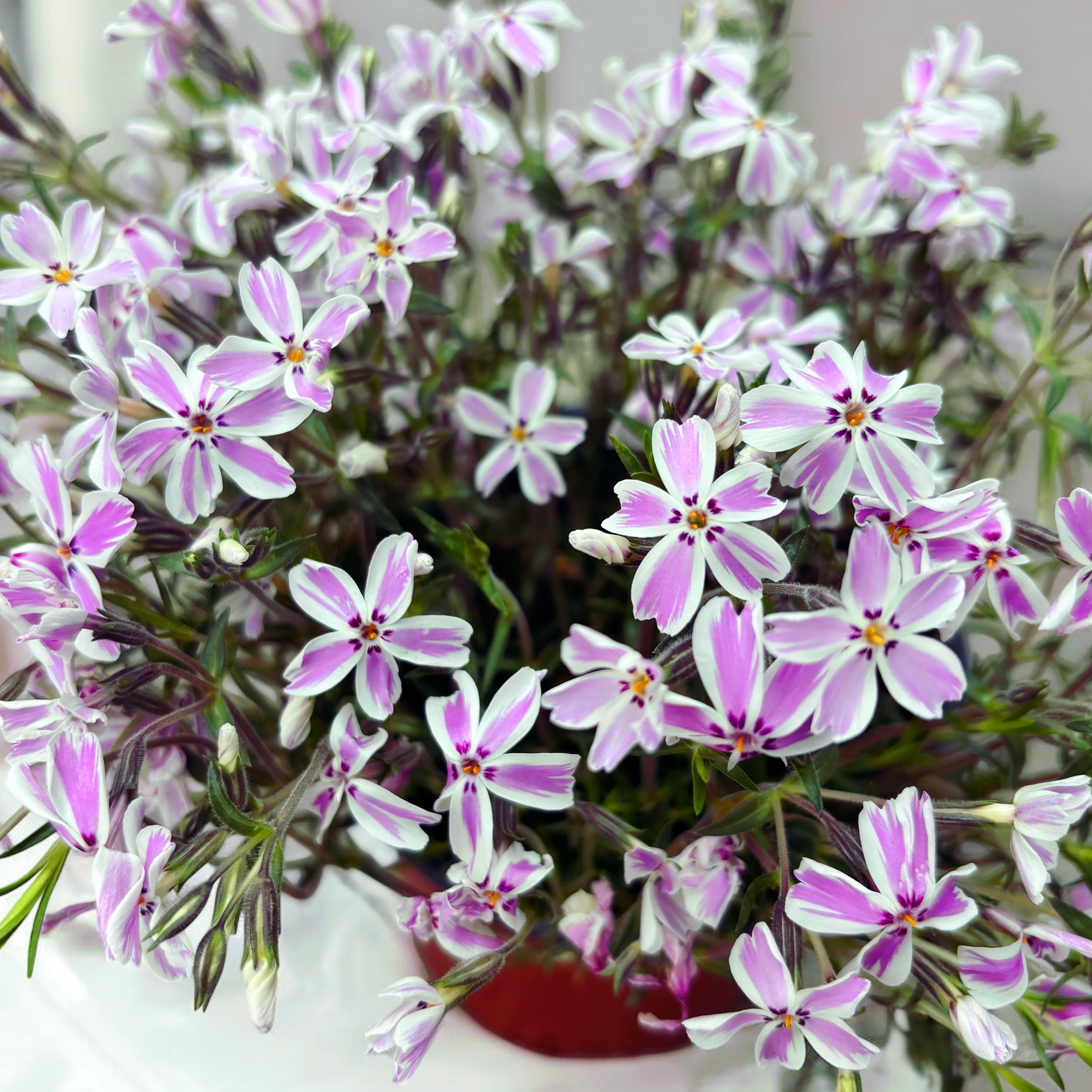 Phlox subulata ‘Candy Stripes’ - brumarele taratoare