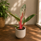 Philodendron ‘Pink Birkin’ Babypflanze