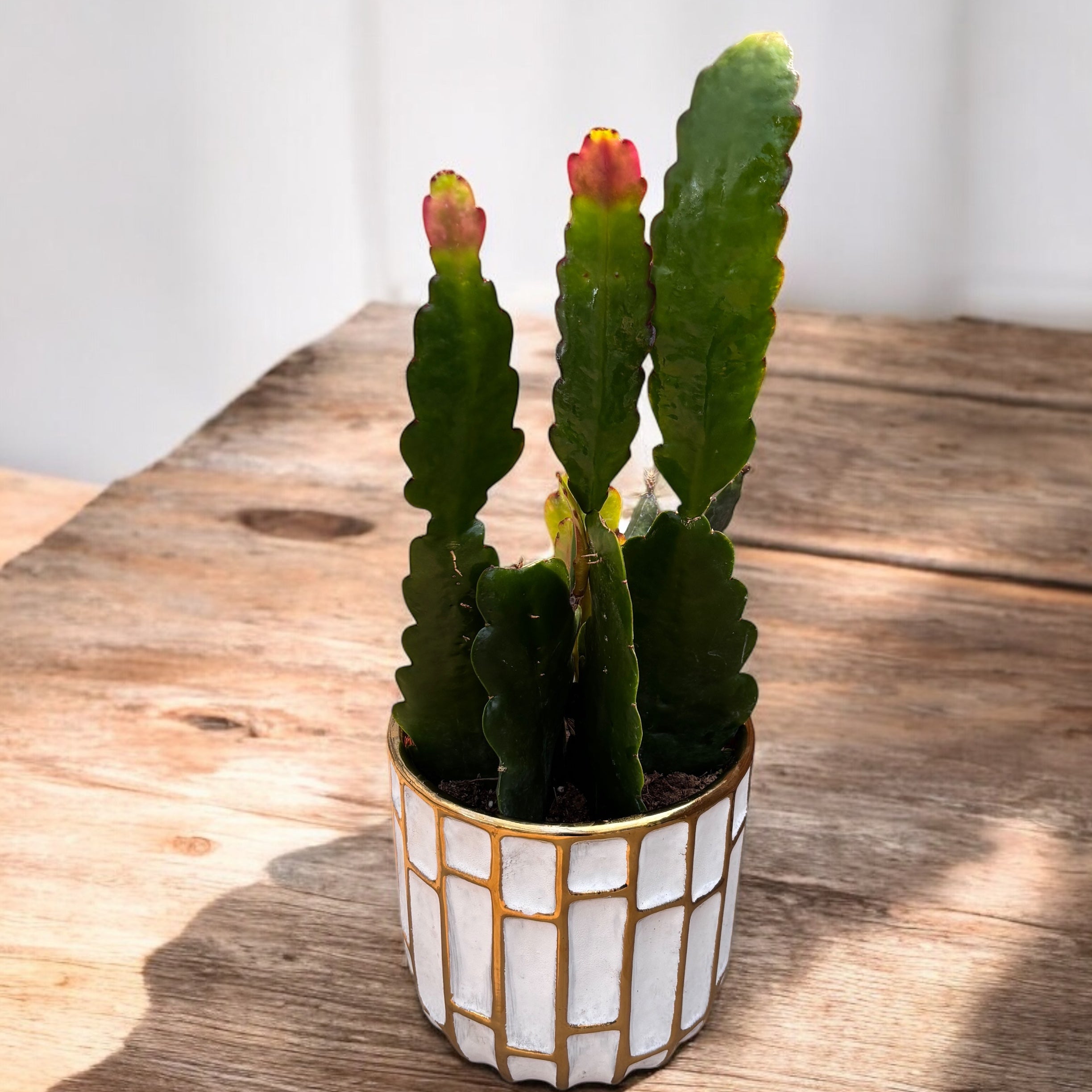 Epiphyllum 'Sarah Courant' (cactusul orhidee)