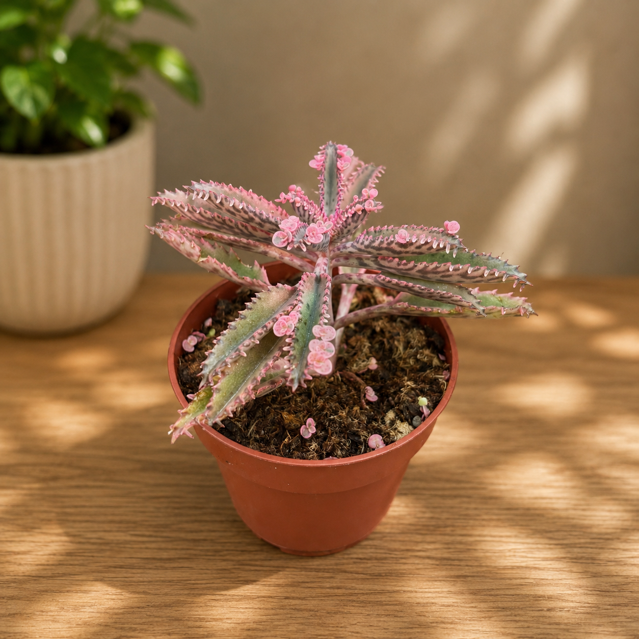 Kalanchoe 'Różowy Motyl' (Różowa Matka Tysiąca) D8