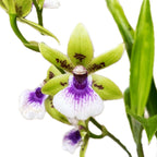 Zygodisanthus Micranthus-Everspring - αρωματικό