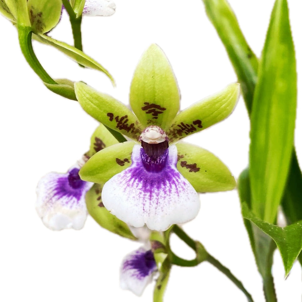 Zygodisanthus Micranthus-Everspring - profumata