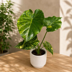 Alocasia gageana „Aurea Variegata“