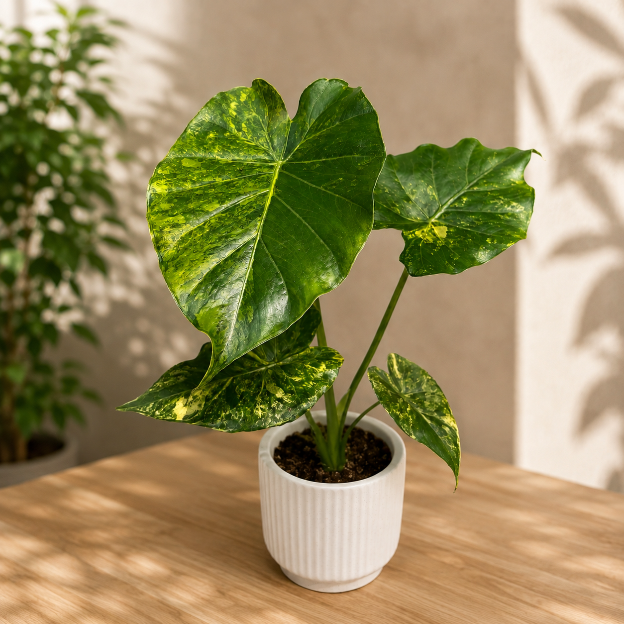 Alocasia gageana 'Aurea Variegata'