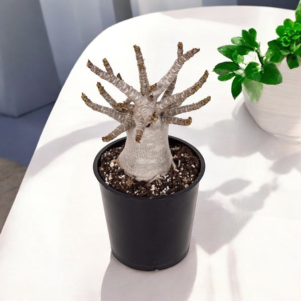 Adenium arabicum 'Baobab' D12