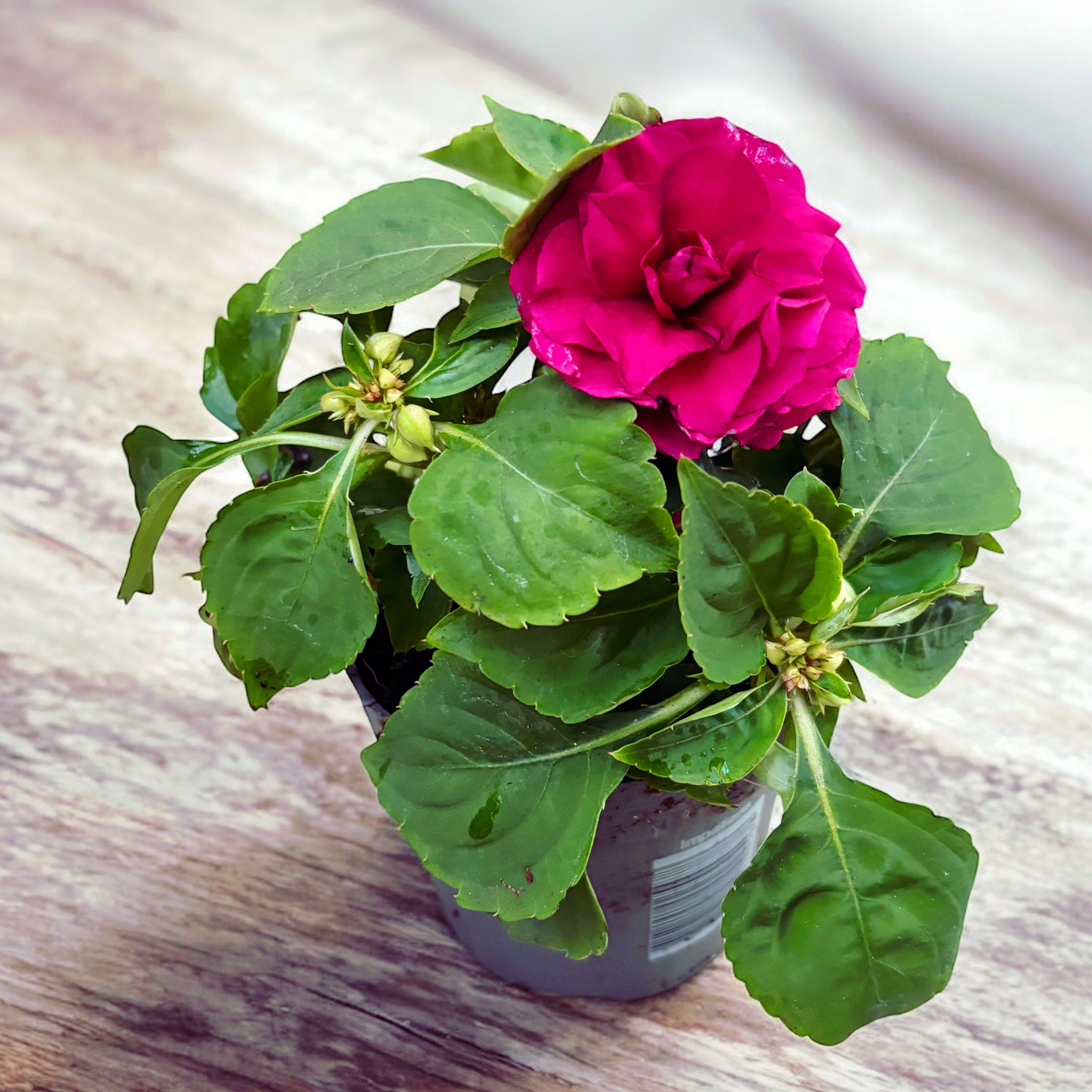 Impatiens Glimmer Double Burgundy (sporul casei cu flori duble)