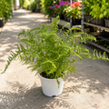 Athyrium filix-femina 'Victoriae' (Lady fern) - feriga de gradina