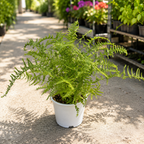 Athyrium filix-femina 'Victoriae' (Lady fern) - feriga de gradina