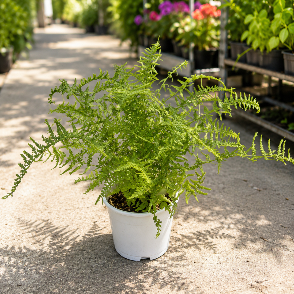 Athyrium filix-femina „Victoriae” (wietlica samicza) – paproć ogrodowa
