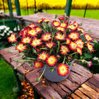 Delosperma Lido 'Orange with Eye' (floarea de gheata)