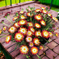 Delosperma Lido 'Orange with Eye' (floarea de gheata)
