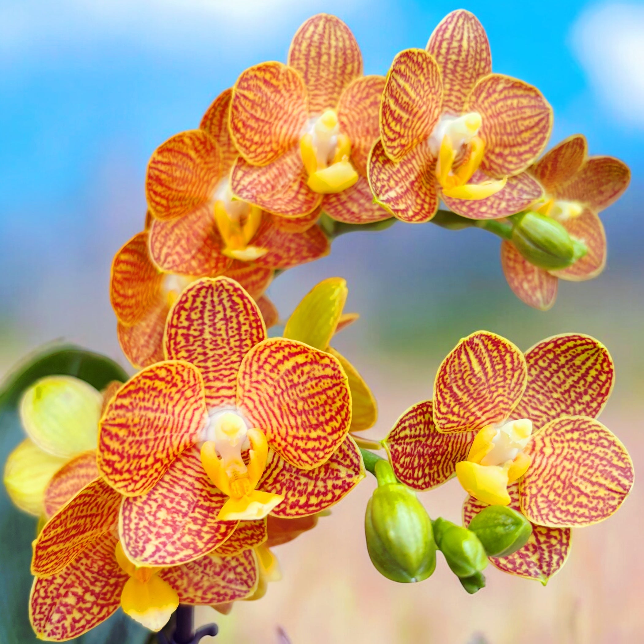 Phalaenopsis Indian Summer (Little Zorro) - orhidee premiata