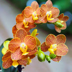 Phalaenopsis Indian Summer (Little Zorro) - palkittu orkidea