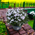 Phlox subulata ‘Amazing Grace' - brumarele taratoare