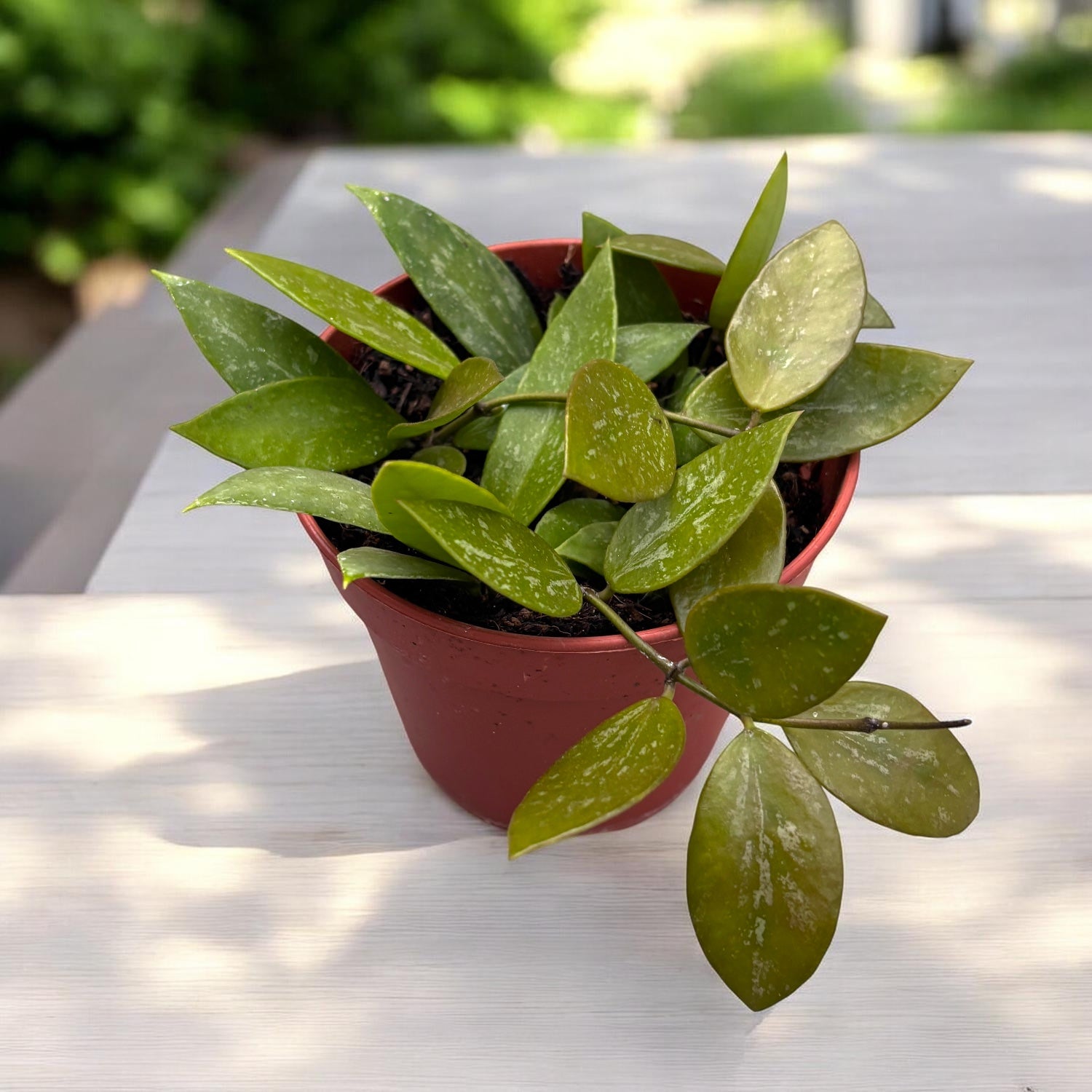 Hoya memoria, teljes cserepek - 12 cm-es cserép