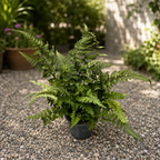 Athyrium niponicum ‘Metallicum’ – Japanese garden fern