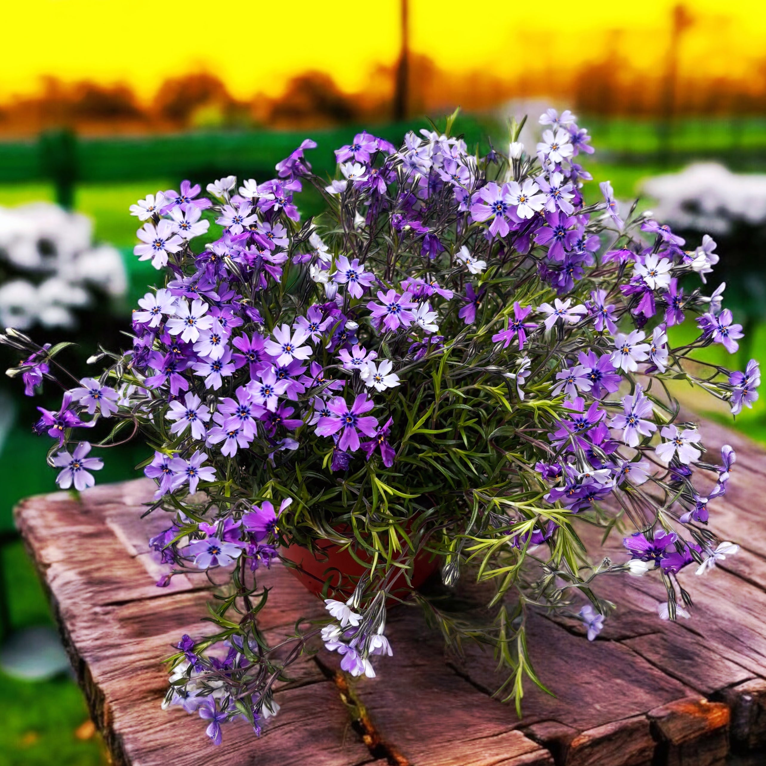 Phlox subulata ‘Purple Beauty' - brumarele taratoare