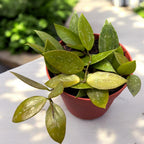 Hoya memoria, vasi pieni - vaso 12 cm