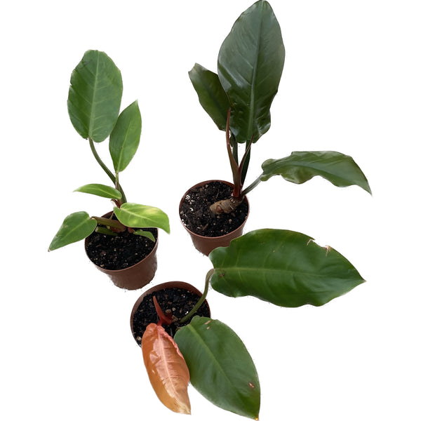 Philodendron-Mischung (Pflanzen mit Mängeln)