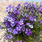 Phlox subulata ‘Purple Beauty' - brumarele taratoare
