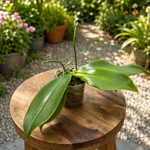 Phalaenopsis Miki Passion Corningiana 'Bell' - Fragrant
