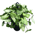 Syngonium 'White Butterfly' (exemplare XXL)