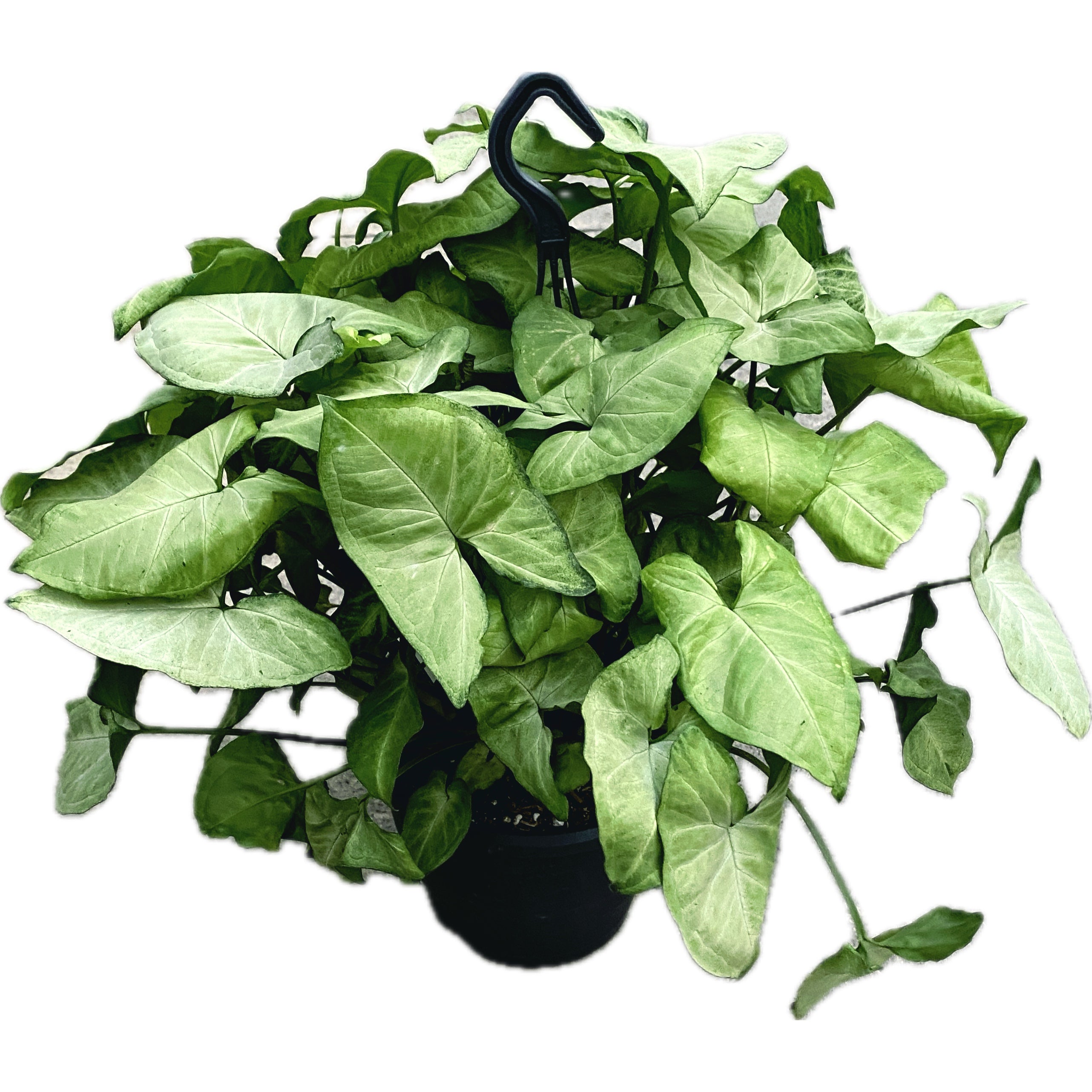 Syngonium 'White Butterfly' (exemplare XXL)