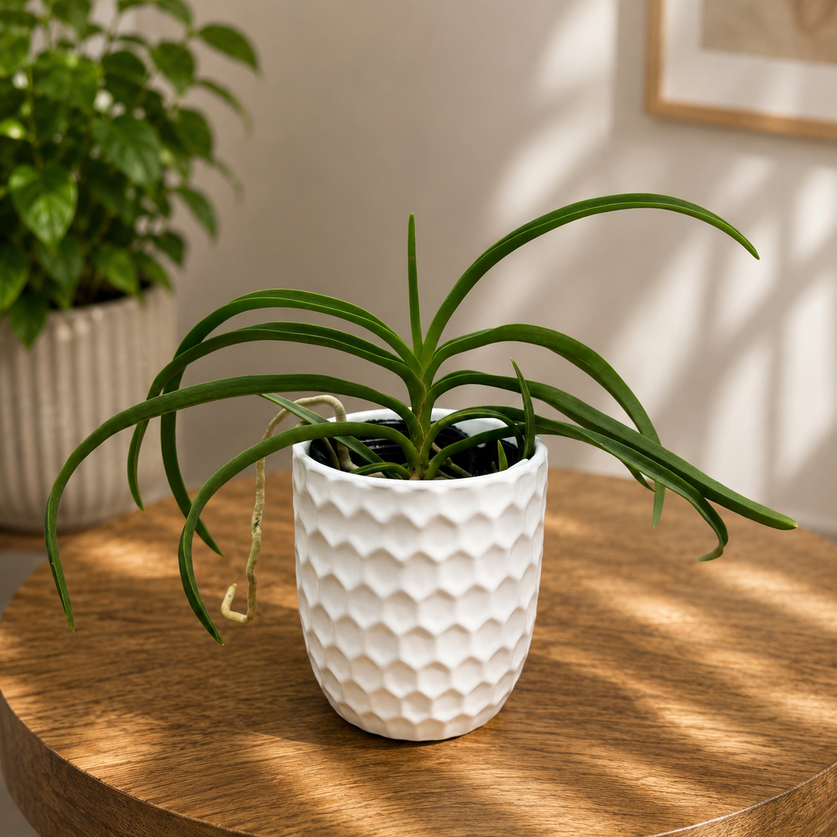 Vanda Charm « Blue Star » × Seidenfadenia mitrata
