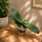 Phalaenopsis Lianher Happy Star (pelorisch) – duftend